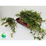 Hedera helix Luuderohi Shamrock 12cm