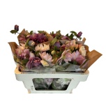Helleborus Lumeroos Queen´s Double Pink 50cm
