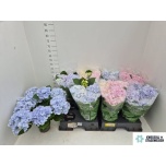 Hydrangea Hortensia macr mix 14cm