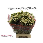 Hypericum Naistepuna Brisk Vanilla 70cm