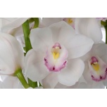 Cymbidium Tsümbiidium Kilimanjaro 50cm