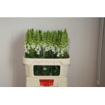 Antirrhinum Lõvilõug Cool White 75cm