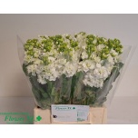 Matthiola Levkoi Stox White 45cm