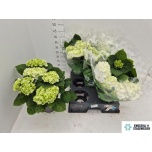 Hydrangea Hortensia macr Merlin 14cm
