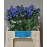 Myosotis Meelespea Blue Memory 40cm