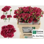 Dianthus Nelk SP Mini Nobbio Palette*10
