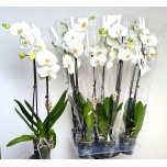Phalaenopsis Kuuking other white 12cm h75 2õv