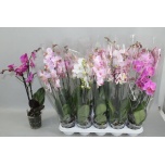 Phalaenopsis Kuuking mix 12cm h60 2õv