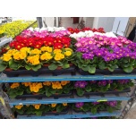 Primula ac Priimula mix 10,5cm