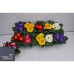 Primula ac Priimula mix 10cm