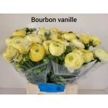 Ranunculus Tulikas aazur vanille