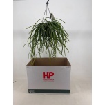 Rhipsalis Helmekaktus other 15cm