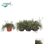 Rhipsalis Helmekaktus pilocarpa 12cm