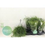 Rhipsalis Helmekaktus heteroclada 17cm