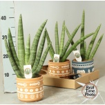 Sansevieria Havisaba cylindrica handshake 14cm