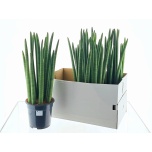 Sansevieria Havisaba cylindrica 19cm