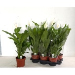 Spathiphyllum Tõlvlehik sweet silvio 17cm