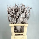 Dried Strelitzia leht Champagne 80cm tk