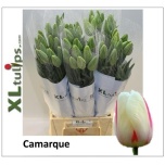 Tulp si Camargue