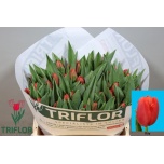 Tulp si Kay