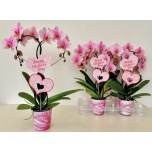 Phalaenopsis Kuuking other pink 12cm