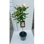 Rosa Potiroos other 26cm