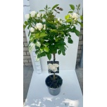 Rosa Potiroos other white 26cm