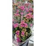 Kalanchoe double more flowers rafaela 12cm