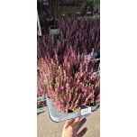 Calluna vulg Kanarbik wibo´s mix 11cm