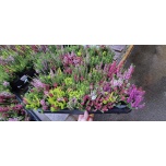 Calluna vulg beauty ladies starlight trio melody 10,5cm