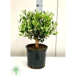 Olea Oliivipuu 22cm h55
