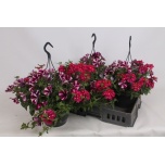 Hanging plants mix in pot 23cm