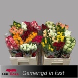 Roos 50cm mix Afriflora