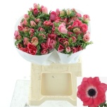 Anemone Ülane mistral plus pinkie 45cm