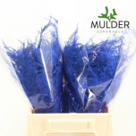 Asparagus Setaceus Blue Dark 45cm pk