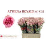 Roos 60cm Athena Royale (Elgon Collection)