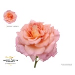 Roos 40cm Augusta Louise
