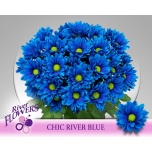 Chrysanthemum Krüsanteem SP Chic Blue*5