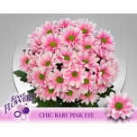 Chrysanthemum Krüsanteem SP Chic Pink*5