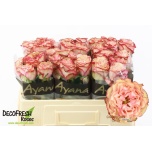 Roos 50cm Country Spirit Candy