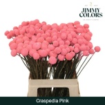 Craspedia paint pink