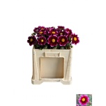 Dahlia Daalia ov 60cm
