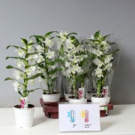 Dendrobium Dendroobium star class Apollon 12cm 1õv