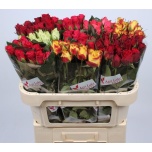 Roos 70cm mix