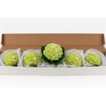 Hydrangea Hortensia Lemon 65cm