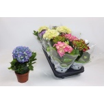 Hydrangea Hortensia macr mix 10,5cm