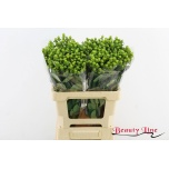 Hypericum Naistepuna Globo Applegreen 60cm