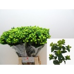 Hypericum Naistepuna Green Power 70cm