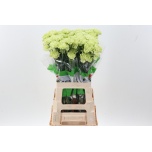 Dianthus Nelk ST Jungle Green*20