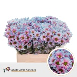 Chrysanthemum Krüsanteem SP Kennedy paint Mermaid*5